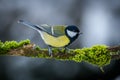 Great tit on a mossy branch