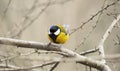 Great Tit on Mount Ulia, Euskadi Royalty Free Stock Photo