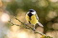 Great tit in nature in autumn Royalty Free Stock Photo
