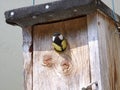 Great tit in a nest box