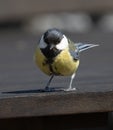 Great Tit at Oland\'s southern cape, Sweden