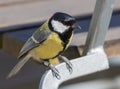 Great Tit at Oland\'s southern cape, Sweden