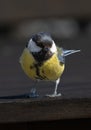 Great Tit at Oland\'s southern cape, Sweden