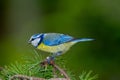 great tit and other mountain forest passerines