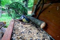 great tit and other mountain forest passerines