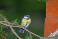 great tit and other mountain forest passerines