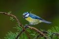 great tit and other mountain forest passerines