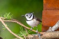 great tit and other mountain forest passerines