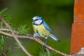 great tit and other mountain forest passerines