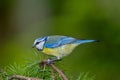 great tit and other mountain forest passerines