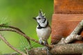 great tit and other mountain forest passerines