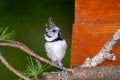 great tit and other mountain forest passerines