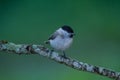 great tit and other mountain forest passerines