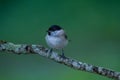 great tit and other mountain forest passerines