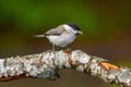 great tit and other mountain forest passerines