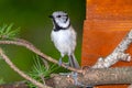 great tit and other mountain forest passerines