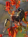 The great tit, Parus and Blue tit sits on a branch with autumn leaves