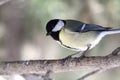 Great Tit (Parus major) Royalty Free Stock Photo