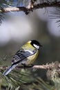 Great Tit (Parus major) Royalty Free Stock Photo