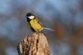 Great Tit - Parus major