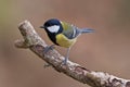 Great Tit, Parus major Royalty Free Stock Photo