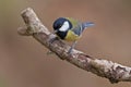 Great Tit, Parus major