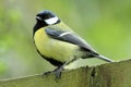Great Tit (Parus major) Royalty Free Stock Photo