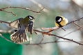 Great Tit, Parus major Royalty Free Stock Photo