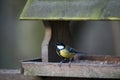 Great Tit (Parus major)