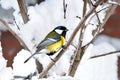 Great Tit (Parus major) Royalty Free Stock Photo