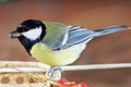 Great Tit (Parus major) Royalty Free Stock Photo