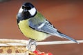 Great Tit (Parus major) Royalty Free Stock Photo