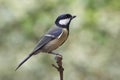 Great Tit - Parus major