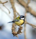 Great Tit ( Parus major ) Royalty Free Stock Photo