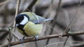 A great tit (Parus major) among the branches