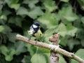 Great tit, Parus major, adult male perched on branch in garden Royalty Free Stock Photo