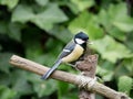 Great tit, Parus major, adult male with seed in beak Royalty Free Stock Photo