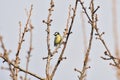 Great tit Parus major An adult male, a small bird with colorful feathers, sits on a tree branch and looks around Royalty Free Stock Photo