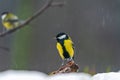 Great tit (Parus major)