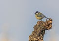 Great tit, parus major, bird standing on a branch Royalty Free Stock Photo