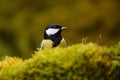 Great Tit, Parus major, black and yellow bird sitting on the lichen tree branch, little bird in nature forest habitat, wild animal Royalty Free Stock Photo