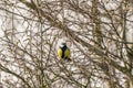 Great tit, Parus major, black and yellow passerine bird sitting on a branch Royalty Free Stock Photo