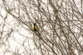 Great tit, Parus major, black and yellow passerine bird sitting on a branch Royalty Free Stock Photo