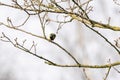 Great tit, Parus major, black and yellow passerine bird sitting on a branch. Eat a butterfly and play with the insect Royalty Free Stock Photo