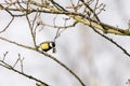 Great tit, Parus major, black and yellow passerine bird sitting on a branch. Eat a butterfly and play with the insect Royalty Free Stock Photo