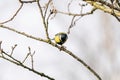 Great tit, Parus major, black and yellow passerine bird sitting on a branch. Eat a butterfly and play with the insect Royalty Free Stock Photo