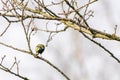 Great tit, Parus major, black and yellow passerine bird sitting on a branch. Eat a butterfly and play with the insect Royalty Free Stock Photo