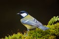 Great Tit, Parus major, black and yellow songbird sitting on the lichen tree branch, little bird in nature forest habitat, clear g Royalty Free Stock Photo