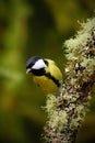 Great Tit, Parus major, black and yellow songbird sitting on the nice lichen tree branch with cone, little bird in the nature fore Royalty Free Stock Photo