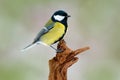Great Tit, Parus major, black and yellow songbird sitting on the nice lichen tree branch, Czech. Bird in nature. Spring tit with b Royalty Free Stock Photo